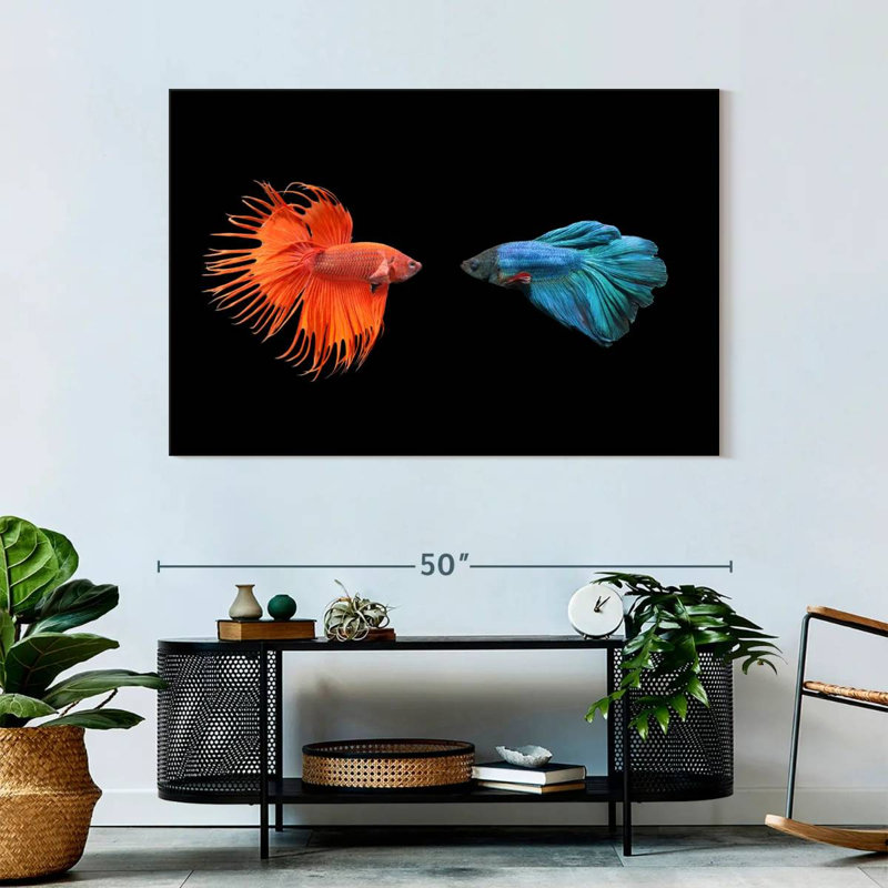 Brampt Betta Fish Meet, 32" H x 48" W