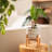 Elayna Ceramic Planter with Wood Stand-1800423400