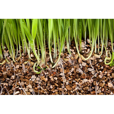 «Grass Growing Vermiculite» par Oersin - reproduction