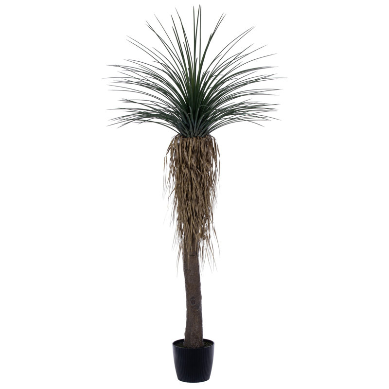  86 "plante verte en pot Nolina, 86"