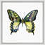 Butterfly Study 8' Framed Graphic Art Print on Glass