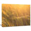 «Wheat Field Close-up at Sunset», reproduction de photo sur toile tendue-19241115