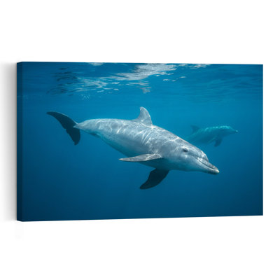 Serene Underwater Dolphins Peaceful Contemporary Dolphin Nature Ocean Wall Art Print 1 Piece Wrapped Canvas Wall Art