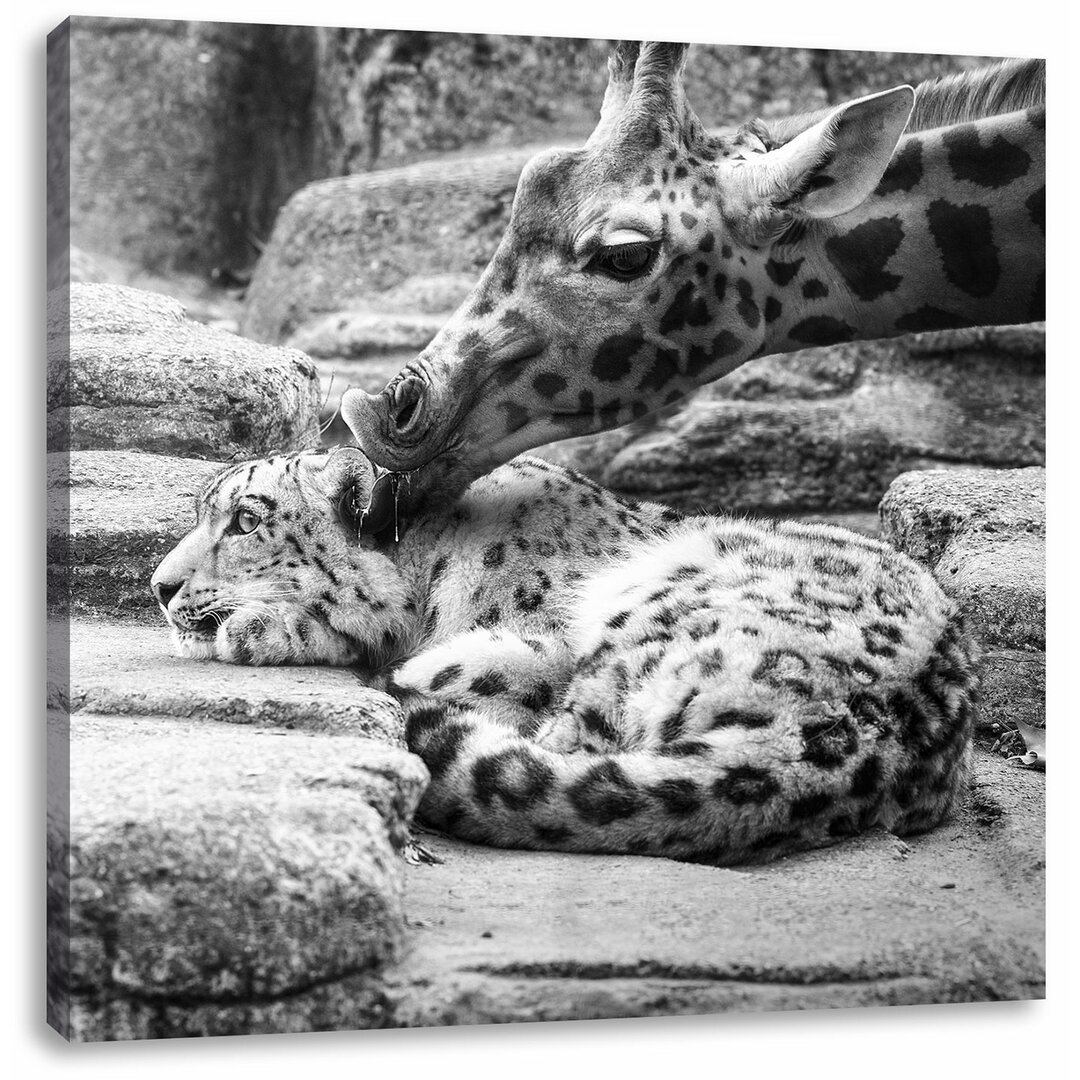 Leinwandbild Kuschelnder Leopard und Giraffe