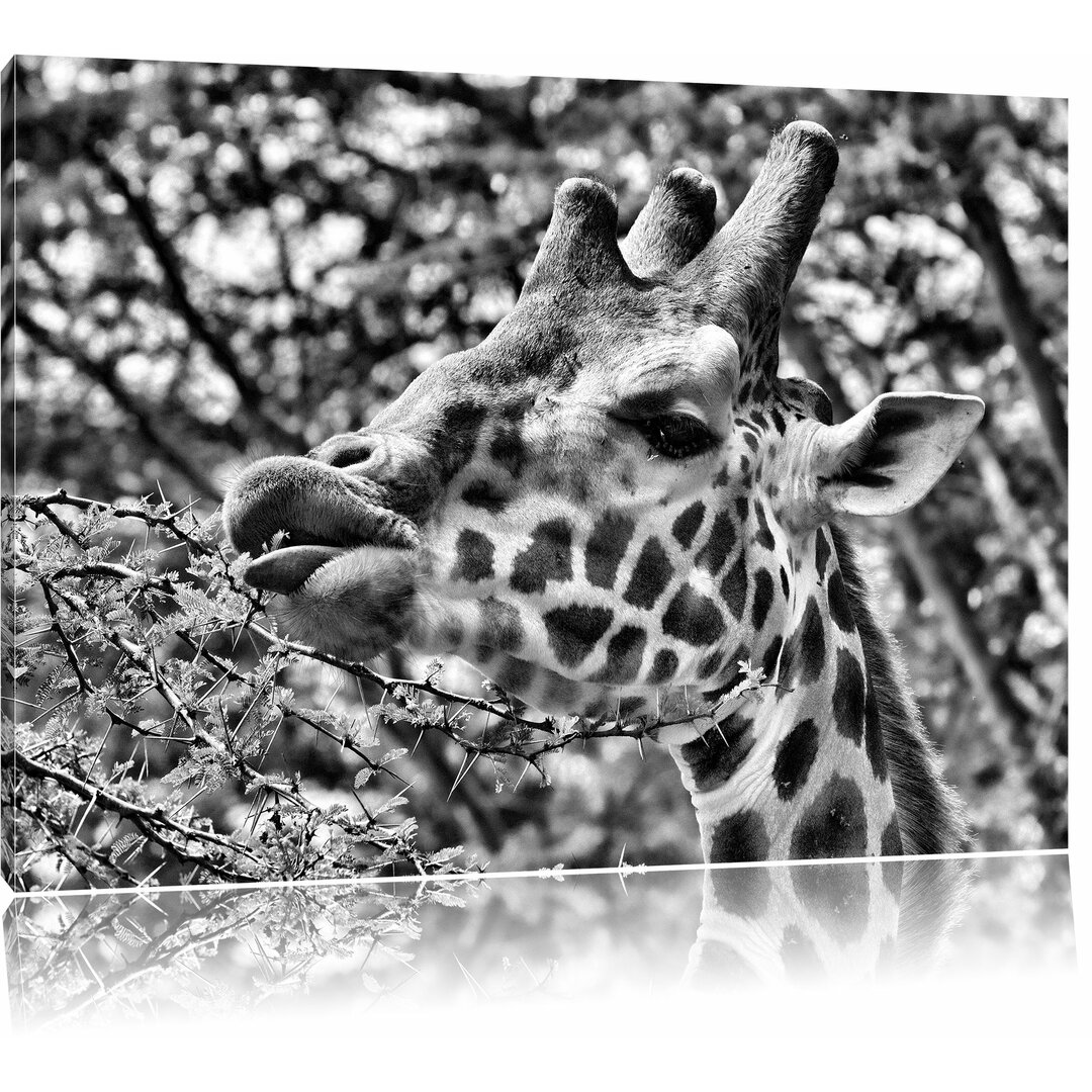 Leinwandbild Niedliche Giraffe beim Fressen in Monochrom