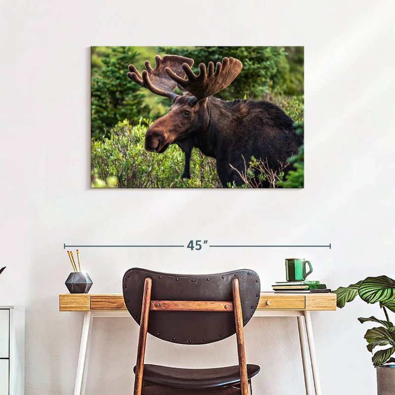 Brampt Wild Bull Moose, 24" H x 36" W