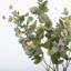 Buissons d'eucalyptus Hamlin-88400813