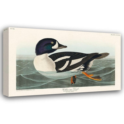Alcott Hill® Audubon, John James Gallery, art sur toile tendue: Golden, œil de canard