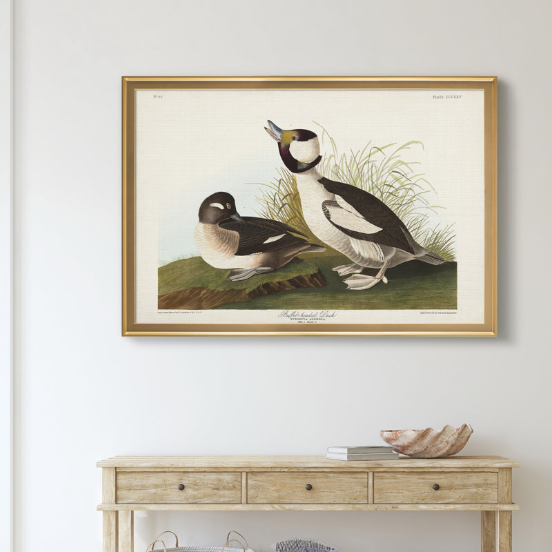«Buffel Headed Duck», reproduction sur toile encadrée, H 22,5 po x l 30,5 po x P 1,5 po, Doré