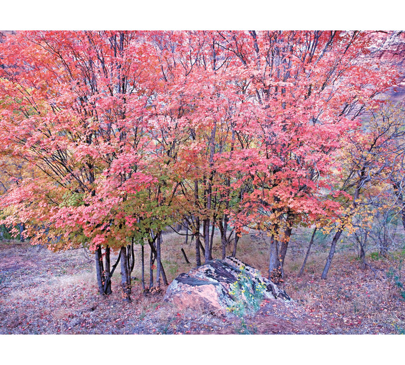 Érable d'automne dans le parc national de Zion par Bruce Heinemann - photographie, 30" H x 40" W, Toile tendue, Pas de tapis