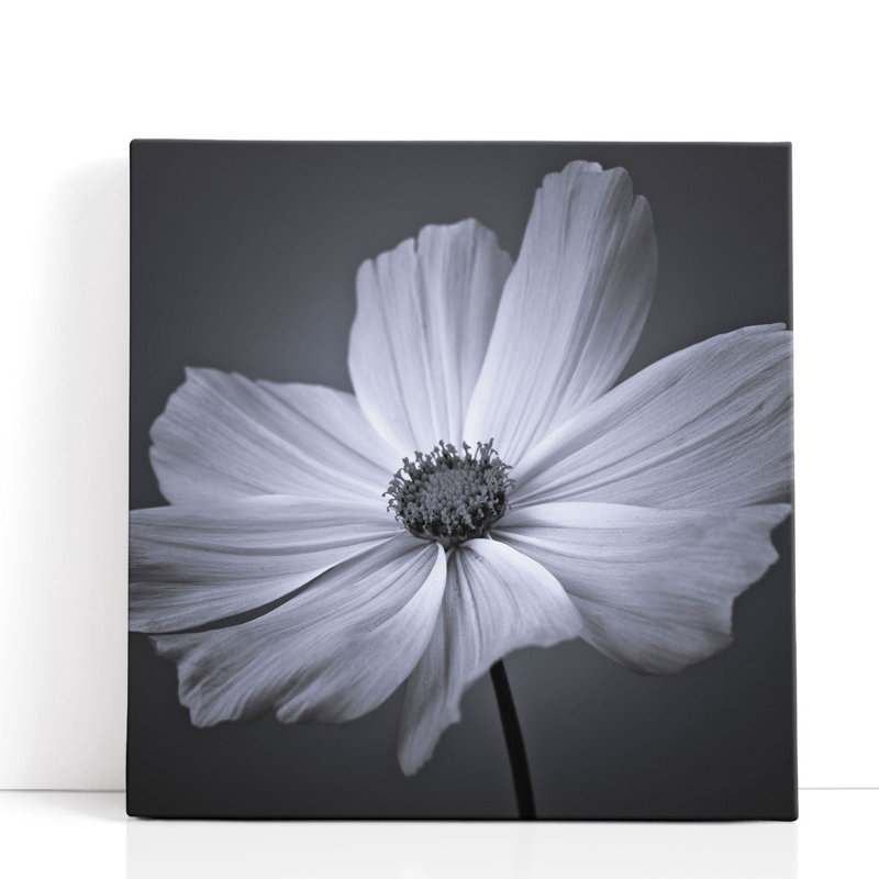 Cosmos Flower 2 - reproduction d'art sur toile, H 12 po x l 12 po