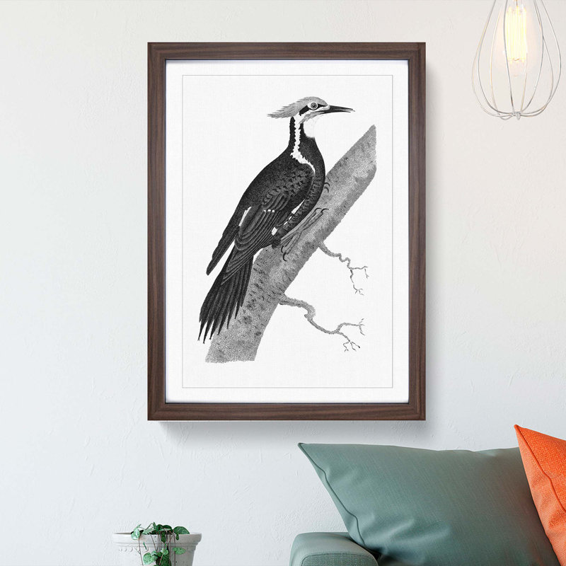 Pileated Woodpecker in Black & White by George Shaw - Picture Frame Drawing Print, 36cm H x 27cm W x 2cm D, Walnut Framed