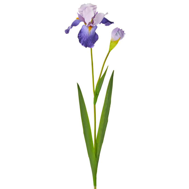 Iris barbu + bourgeon 37 po 
