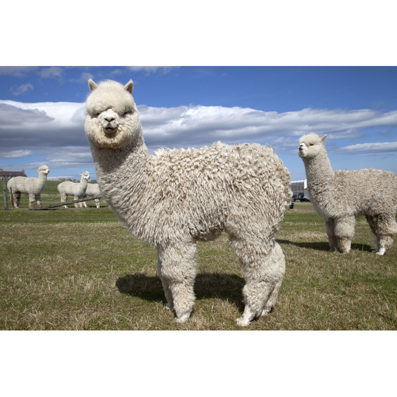 Alpacas On A Farm by Gannet77 - Wrapped Canvas Print, 30cm H x 46cm W