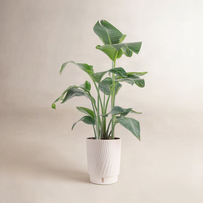 Costa Farms Noah White Bird of Paradise Plant