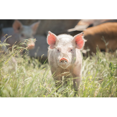 Cute Piglet Standing In Grass by Debibishop - No Frame Print on Canvas
