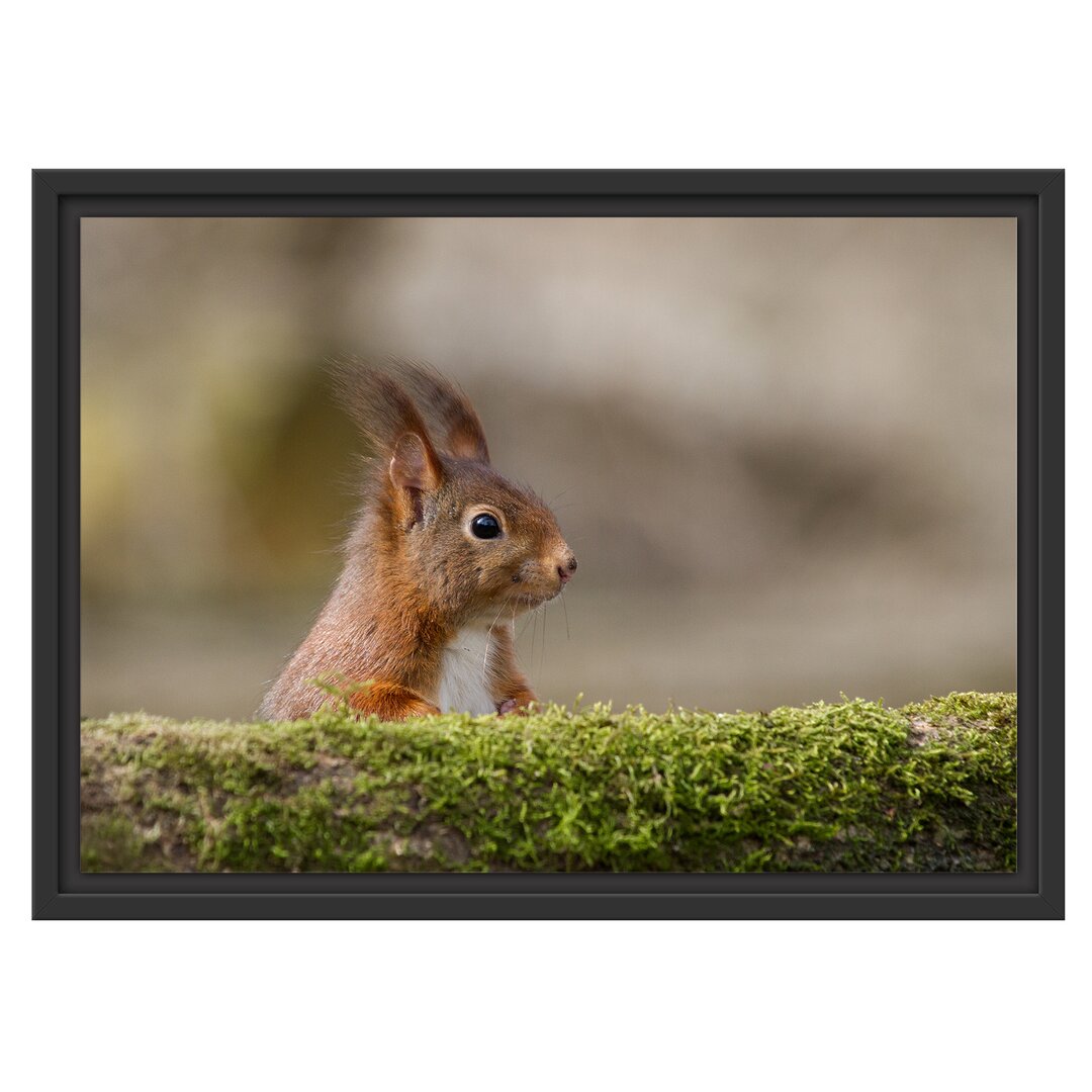 Gerahmtes Wandbild Eichhörnchen hinter Baumstamm