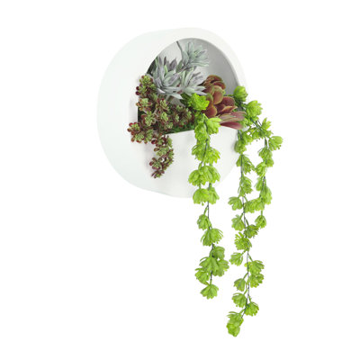 Succulent and Sedum Arranged in Hanging Fiberstone Planter