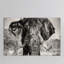 " Elephant Portrait " by Philippe Hugonnard-23354510-72689664-72689665