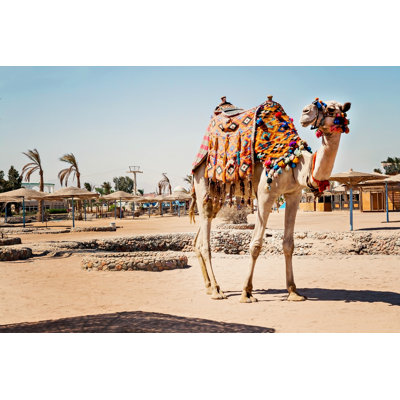 Camel Standing To His Full Height, Using ForTourist Trips To Hurghada, Egypt - Wrapped Canvas Print