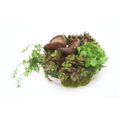 Succulent dans un pot de fleurs