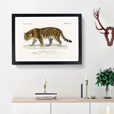 Jaguar by Charles dOrbigny - Framed Print