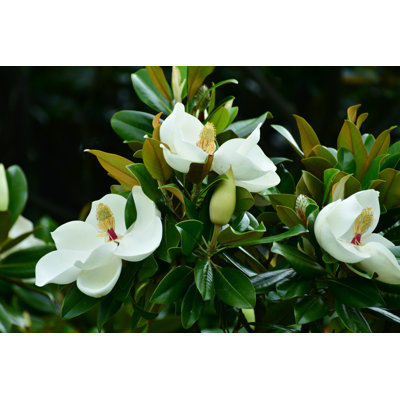 Magnolia grandiflora / fleur de magnolia du Sud par Magicflute002