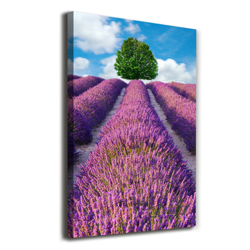 Lavender Field - Wrapped Canvas Print