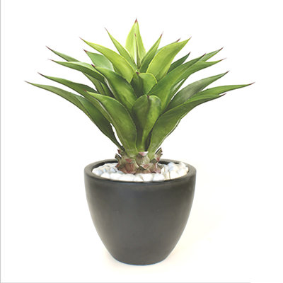 28'' Succulent Plant in Pot