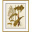 18th Century Botanical Engravings Giclee Print