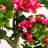 Azalea Artificial Tree
