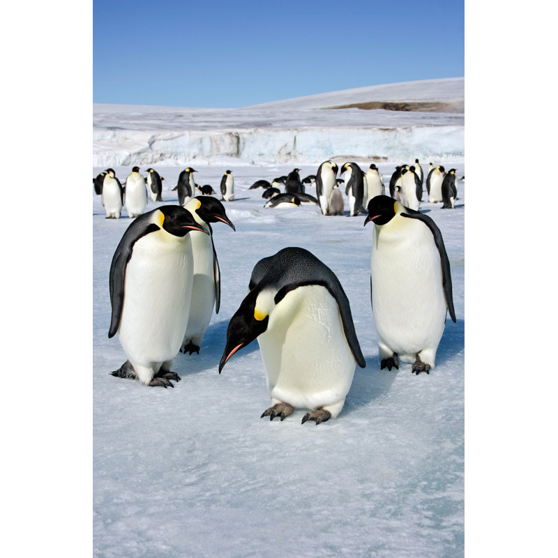 Emperor penguin council 184861918, 46cm H x 30cm W