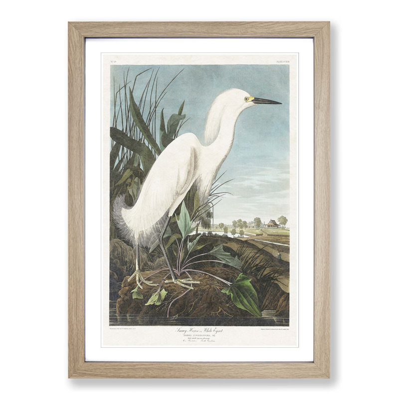 Snowy Heron by John Audubon - Picture Frame Painting Print on MDF, Oak Framed, 36cm H x 27cm W x 2cm D