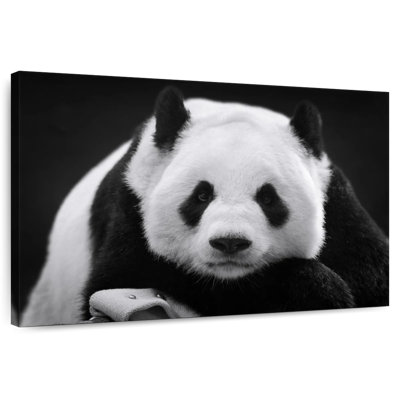 Panda sérieux Brampt