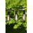 26' Outdoor 12 - Bulb Standard String Light (End to End Connectable)