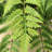 28'' Tall Fern Plant