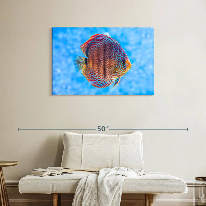 Brampt Freshwater Discus Fish, 24" H x 36" W