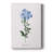 Cape Leadwort -Gallery Wrapped Cavas