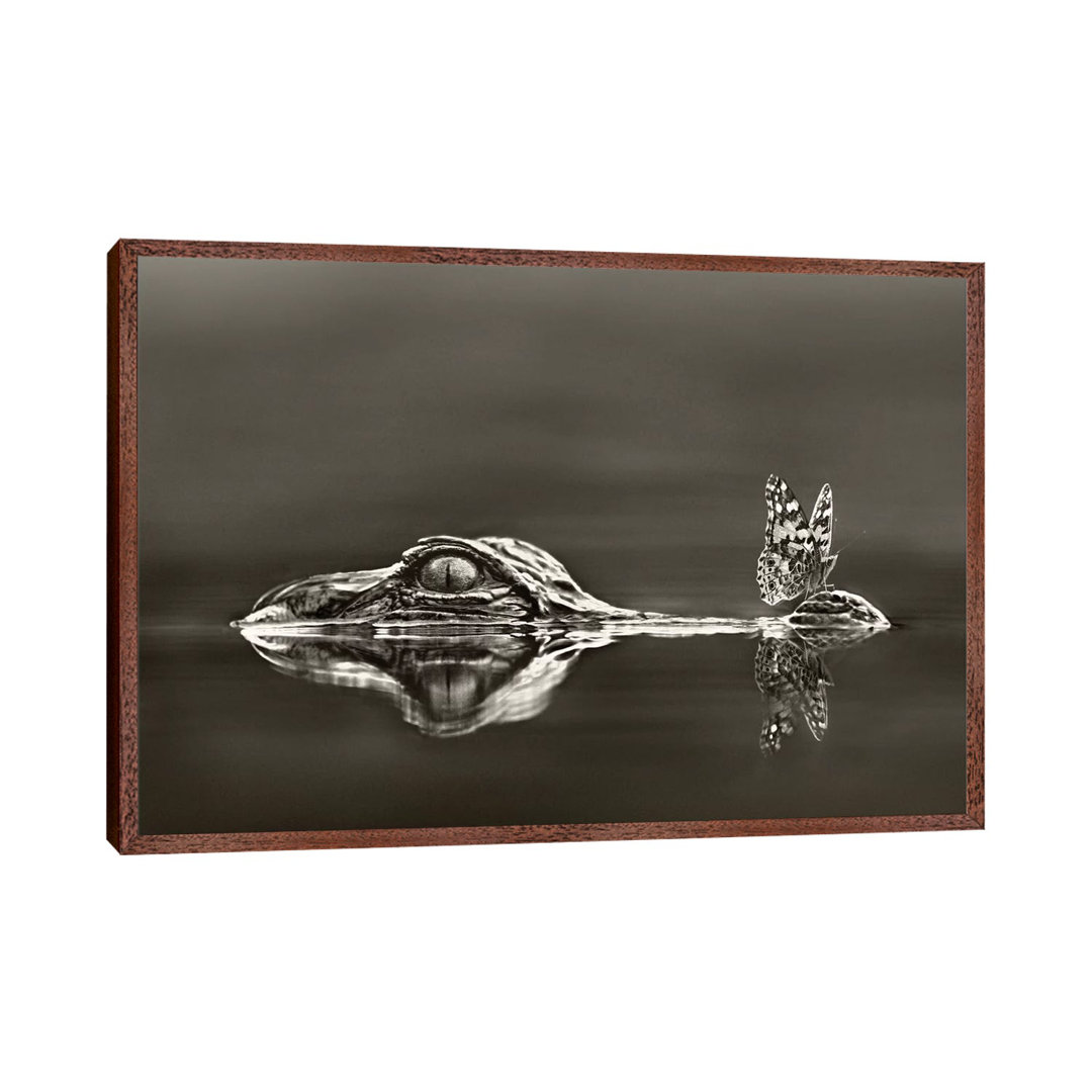 American Alligator with a Butterfly on Its Snout, Everglades National Park, Florida by Tim Fitzharris - Graphic Art Print on Canvas