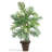 Areca Palm with Wicker Basket