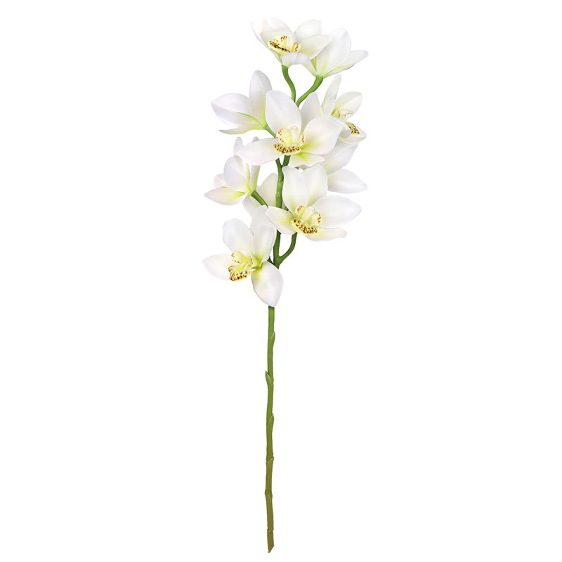 Tige d'orchidée Cymbidium, Blanc