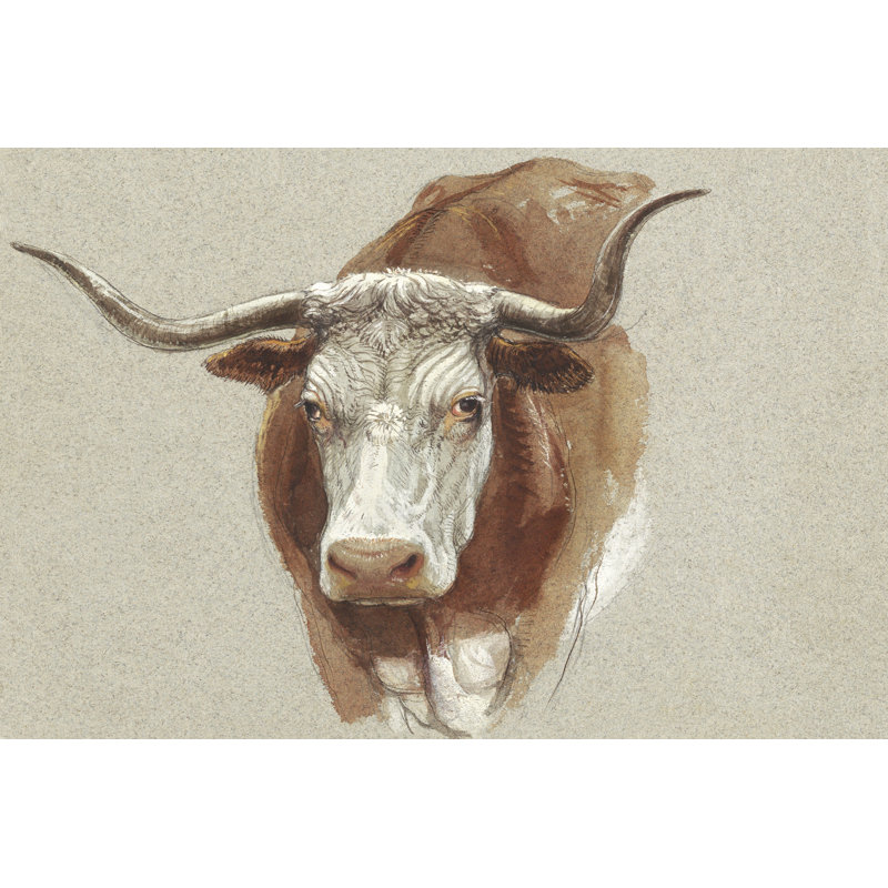 Colman Cow Portrait Study II, H 8 po x l 12 po