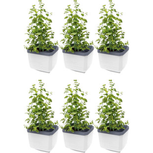 Herbs Buddy Self-Watering Planter Pot for Herbs, Special Water Level Indicator