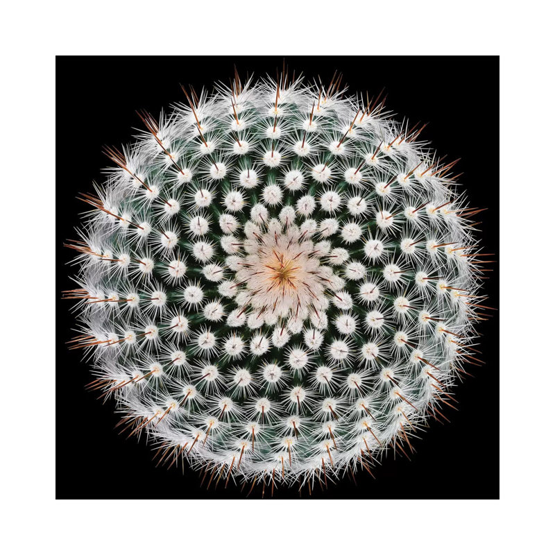 Notocactus Scopa by Victor Mozqueda - Wrapped Canvas Print, 30.48 cm H x 30.48 cm W