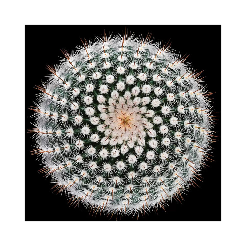 Notocactus Scopa by Victor Mozqueda - Wrapped Canvas Print, 66.04 cm H x 66.04 cm W x 3.175 cm D