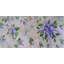 Reproduction de lilas par l'artiste locale Janet Burrows-67516353-67516358