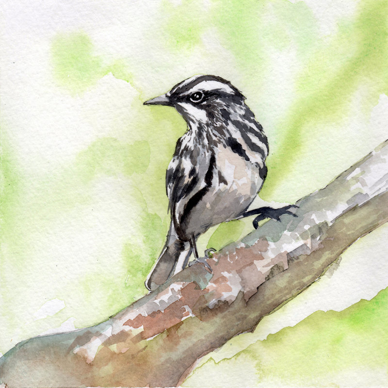 «Black and White Warbler», reproduction de peinture à l'aquarelle, H 24 po x l 24 po x P 1,5 po, Toile tendue, Pas de tapis