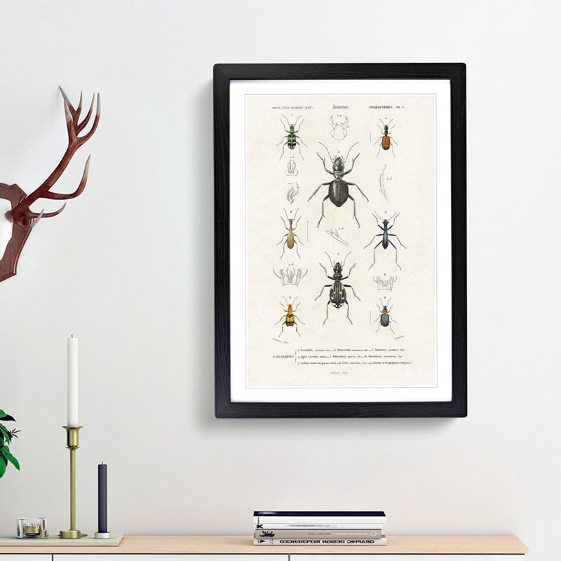 Beetle Illustrations PL.1 by Charles D'Orbigny - Single Picture Frame Print, Black Framed, 63cm H x 45cm W x 2cm D