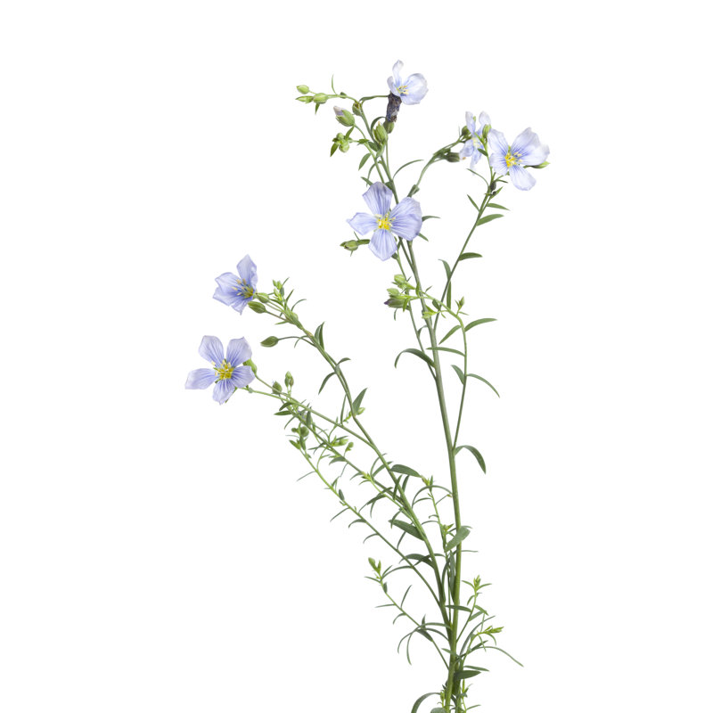 Ephratah Flowering Flax by Picture Partners - Wrapped Canvas Print, 91cm H x 61cm W x 3.8cm D