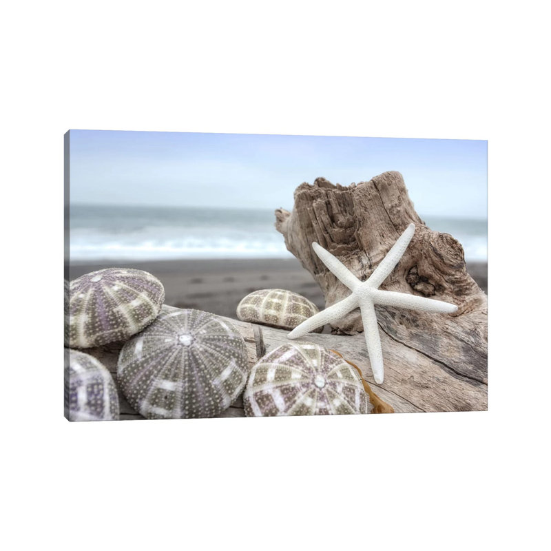Crescent Beach Shells V by Alan Blaustein - Wrapped Canvas Print, 20.32 cm H x 30.48 cm W